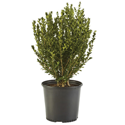Boxwood Wintergreen, 1 Gallon