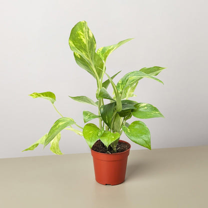 Pothos 'Golden' | Live Plant for Indoor & Outdoor | for Living Room, Office, Bathroom | (3" Pot)