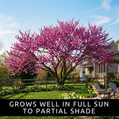 3 Eastern Redbud Tree (Cercis Canadensis) Live Plant – Brilliant Pink Spring Blooms, Hardy Ornamental Flowering Tree, Perfect for Landscapes, Yards & Gardens (3 Live Trees)