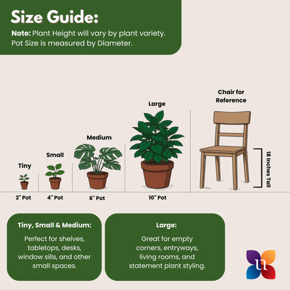United Nursery ZZ Plant Live 22–27 inches Tall in 10 inch Plant Pot, Large Indoor House Plant, Low Light Drought Tolerant Floor Plant for Home and Office