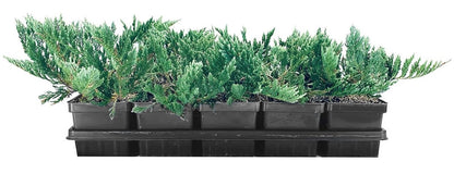 Juniper Blue Chip | 10 Live 4 Inch Pots | Juniperus horizontalis 'Blue Chip' | Low-Maintenance Ground Cover Plants | Drought-Tolerant Landscaping Shrub