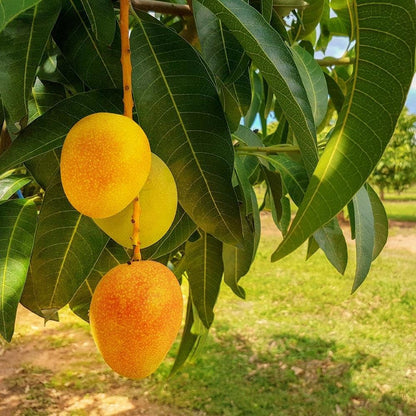 Honey Kiss Mango Tree – 1.5-2 Feet Tall, Naturally Seed Grown | Live Dwarf Tropical Fruit Tree (Mangifera Indica) | Compact, Container-Friendly Variety | Sweet, Fiberless Honey Like Mango