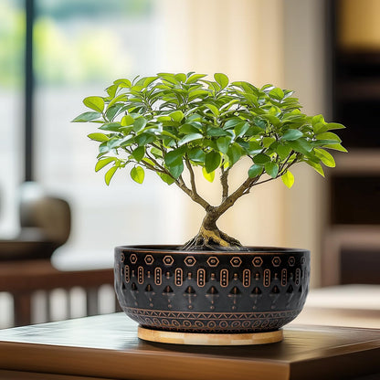 Fivepot Bonsai Planter - 8 Inch Ceramic Pots for Plants Indoor, Shallow Round Succulent Bowl with Drainage Hole and Tray for Cactus, Boho Room Garden House Decor, Birthday Gifts, Black