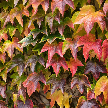 Live Boston Ivy Plant Climbing Ivy Starter Plant, 2.5 Inch Pot Boston Ivy Plant, Ivy Vine Plant