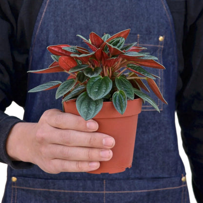 Peperomia Rosso | Live Plant for Indoor & Outdoor | for Living Room, Office, Bathroom | (4" Pot)