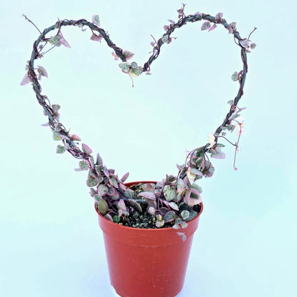 Variegated String of Hearts Hanging Basket, Ceropegia linearis Woodii, String of Hearts Plant Live Succulents Plants Live Houseplants, House Plants Indoors Live Indoor House Plants by Plants for Pets