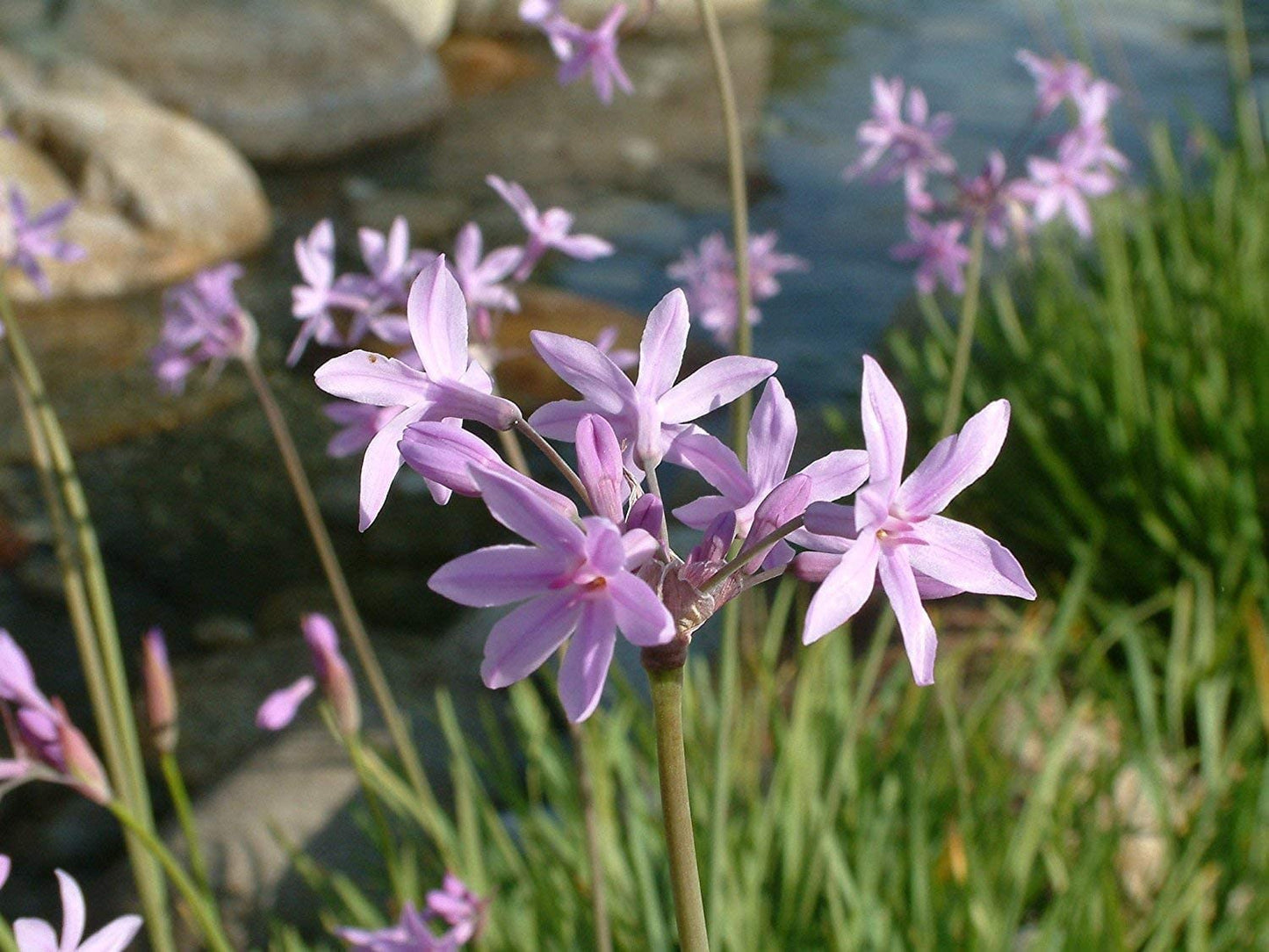 Society Garlic | 10 Live Quart Size Plants | Tulbaghia Violacea | Butterfly Attracting Flowering Groundcover