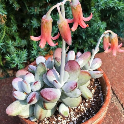 2" Pot Cotyledon Pendens Succulent Plant Live, Trailing Succulent House Plant for Home Office Decoration, Rare Indoor Live Plant