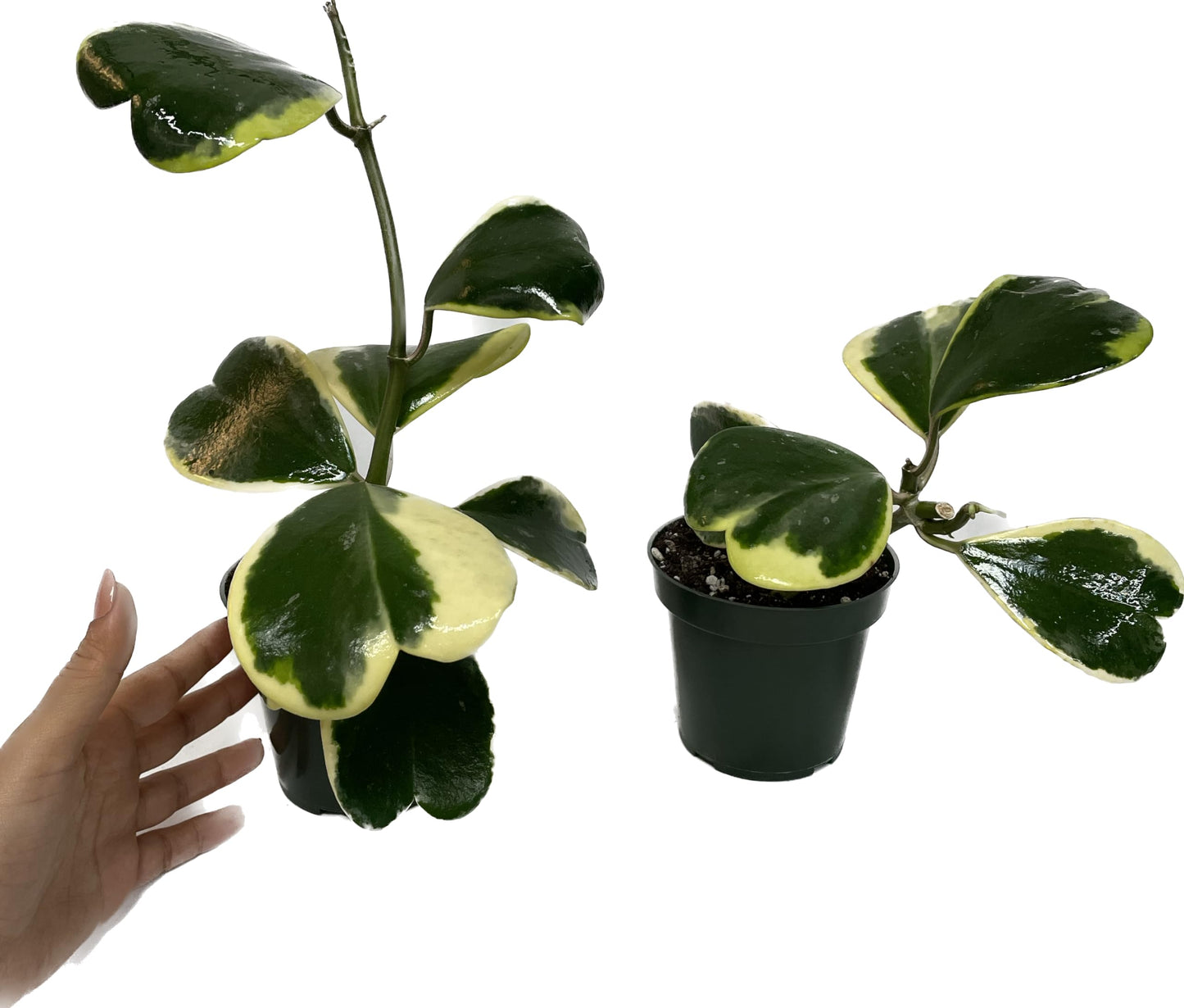 Variegated Hoya Kerrii - Hoya Plants Live Houseplant - Live Hoya Plant - Outer Variegated Hoya Kerrii - Plant Gift - Air Purifying