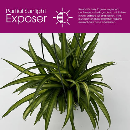 Live Hawaiin Spider Plant in Hanging Basket - Chlorophytum Comosum for Garden Home & Office Decor - Easy to Grow Air Purifying Houseplants Striped Foliage - Low Maintenance (1)