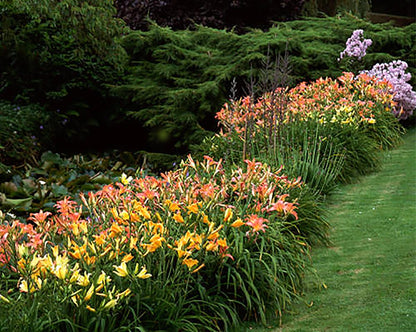 Pink Daylily - Bare Root Plant, Hardy Perennial for Zone 4, Delicate Pink Blooms, Low Maintenance, Ideal for Full Sun or Partial Shade, Perfect for Garden Borders & Landscapes