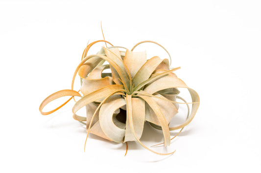 Tangerine Colorful Tillandsia Air Plants - Long Lasting Color Enhanced Live Tillandsia Succulent House Plants - Home and Garden Decor - Easy Care Indoor/Outdoor Plants (Mini Xerographica, Single)