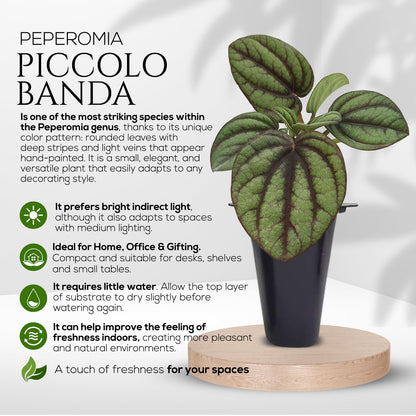 Peperomia Plant Collection (4 Pack)– Set of Rare Varieties | Watermelon, Frost, Eden Rosso & Piccolo Banda | Easy Indoor Houseplants, Live Plants for Home Decor (Peperomia Collection)