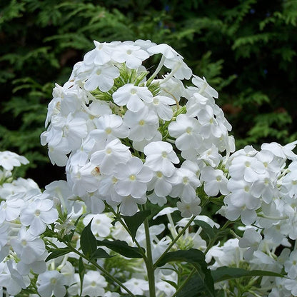 Votaniki David Phlox Bare Root Start - Perennial, Fragrant Blooms, Paniculata David Phlox Bare Root for Planting - Perfect for Borders, Garden Beds, and Containers (1 Pack)