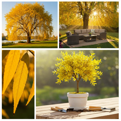 4 Golden Weeping Willow Tree Cuttings - Live Plants - Beautiful Arching Canopy