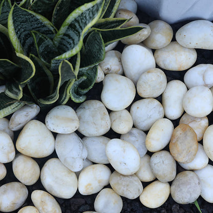 Lechloris 10lb Cream White River Rocks Outdoor Landscaping- Polished Pebble for Plants – Garden Decorative Stones-1-2 Large Plant Rocks,Ideal for Aquarium, Home Decor