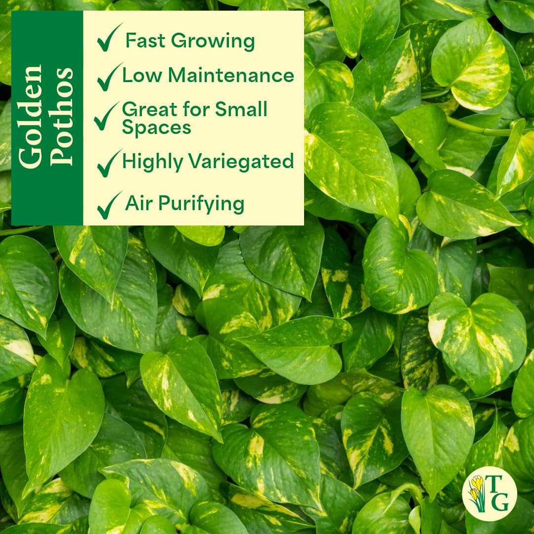 Thorsen's Greenhouse Golden Pothos, Live Indoor Vining Plant, Easy to Grow, Variegated Houseplant, Natural Air Purifier (Gold, 4-inch Pot)