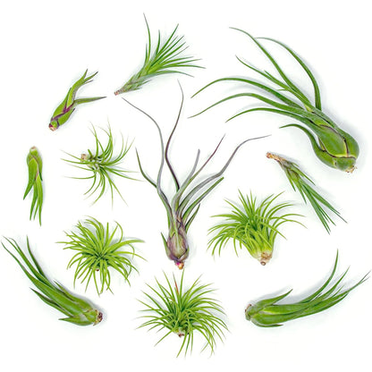 Tillandsia Air Plants Live Indoor Plants (100 Pack), Air Plants Bulk Party Favors or Wedding Favors Live Plants, Air Plant Lover Gifts, DIY Terrarium Kit, Air Succulents Plants Live by Plants for Pets