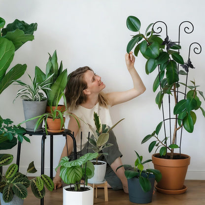 Trellis for Climbing Plants Indoor 4 Pack 30 Inch,Rustproof Metal Garden Trellis for Potted Plants,Sturdy Houseplant Support Indoor Outdoor for Ivy Pothos Monstera Hoya Flower Vine ﻿ ﻿ ﻿ ﻿