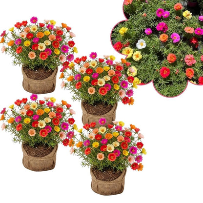 Set 4 Mix Portulaca Live Plant, 4-6 Inch Tall, Moss Rose Plants Live, Rare Portulaca Plants for Growing Indoor Outdoor