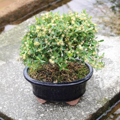 Brussel's Live Harland Boxwood Outdoor Bonsai Tree - 3 Years Old; 6" to 8" Tall with Decorative Container