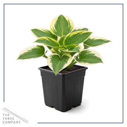 Live Perennial Hosta - Bedazzled (3 Plants Per Pack) Beautiful Accent Plant, 10" Tall by 4" Wide in 1 Qt Pot