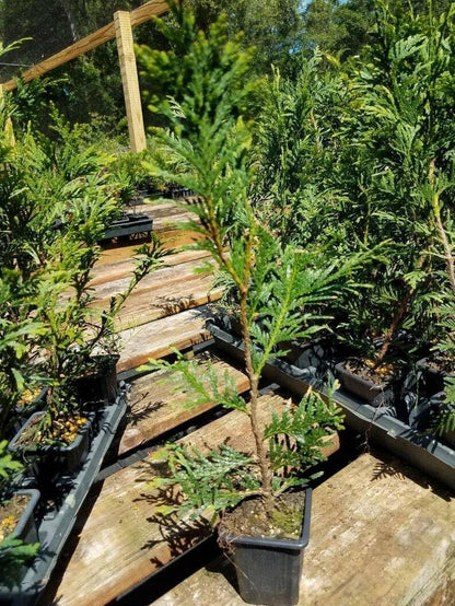Live Plant - 30 Thuja Green Giant Arborvitae Trees/Shrubs, 6-12" Tall Live Plants, 2.5" Pots