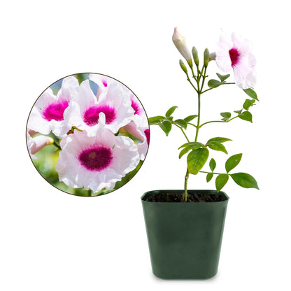 My Shelfie - Pink Bower Flower Vine, Pink Plant Vine for Trellises, Railings, Balconies, and More, 5-6 Inches Tall Live Plants in 2-Inch Pot, Outdoor Plant for USDA Zones 9-11
