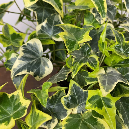 Trailing English Ivy Live Plant, Hardy Ivy Plants in 4" Pot, Climbing Plants Outdoor Garden, Easy Care House Plant (Variegated Yellow Green)