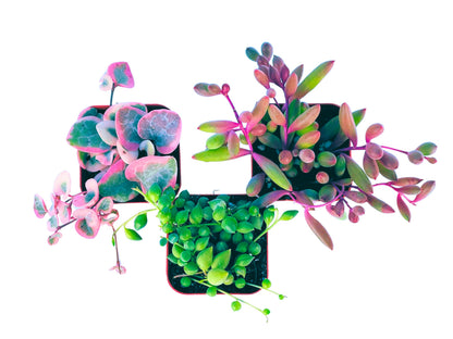 Succulents Plants Live (3-Pack) 2" Hanging Plants Starter Pack, Live Succulent Plants Fully Rooted in Planter Pots with Succulent Soil Mix by The Succulent Cult (3 Pack)