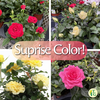Thorsen's Greenhouse Mini Rose Bush, Spring Blooming Live Plant, Suprise Bloom Color, Gift for Mom, 4" Diameter Plant (Sage)