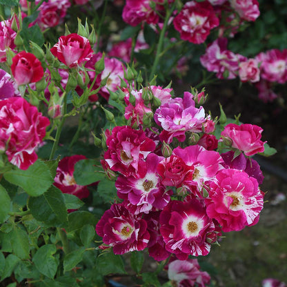 Heirloom Climbing Roses, Live Own Root Plant for Outdoor Garden, Purple Splash, Moderately Fragrant, Hardiness Zones 5-10, Repeat Blooming