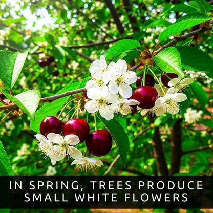 3 Black Cherry Fruit Tree Live Plants - Prunus serotina, Great for Home and Garden Yards Planting - Native Edible Cherry Shade Tree (3 Rooted Tree Plants)
