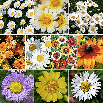 1500 African Field Daisy Seeds - Dimorphotheca Sinuata