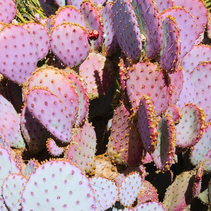 Prickly Pear Cactus, Purple Prickly Pear Cactus Plant Live in 3 Inches Pot