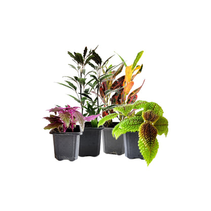 4PK 3'' Pot Live Plant Collection, No Duplicates for up to Four Packs (16 Plants), Live Indoor Houseplants, Live House Plants, Easy to Grow, Indoor Gardening, Home, Office Décor, Gifts