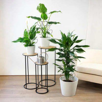 Seqiuay Trellis for Climbing Plants Indoor, Stackable Garden Trellis for Potted Plants, Small House Plant Trellis for Vine Ivy Flower Plant Support Outdoor DIY Metal Trellis 3 Pack, Black