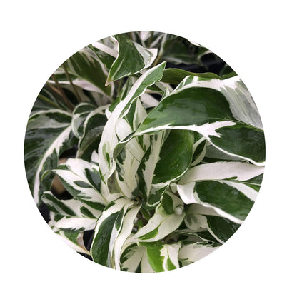 Fusion Prayer Plant - Calathea Hybrid - Variegated Green White Purple Leaf - Emerald Goddess Gardens - Starter Sz 4 Inch Pot