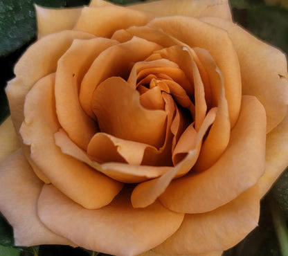 Ma Cherie Roses Butterscotch Climbing Roses Live Plants, Rose Bushes Ready to Plant, 2 Quart Pot, Live Plants Outdoor, Plant Gifts, Roses Live Plants, Outdoor Plants Live, Rose Bush, Climbing Roses