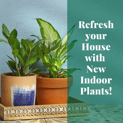 HOUSE PLANT SHOP | Spider Plant 'Bonnie' - 6" Pot | Live Indoor Plant | Easy to Care | Natural Décor Plant | Great Gifts| Free Care Guide