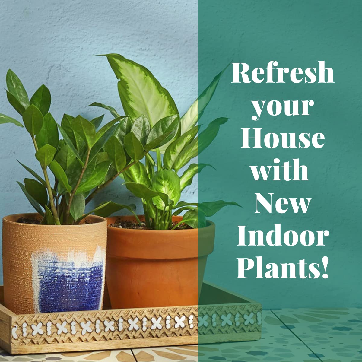 House Plant Shop | Lipstick 'Classic' - 6" Pot | Live Indoor Plant | Easy to Care | Natural Décor Plant | Great Gifts| Free Care Guide