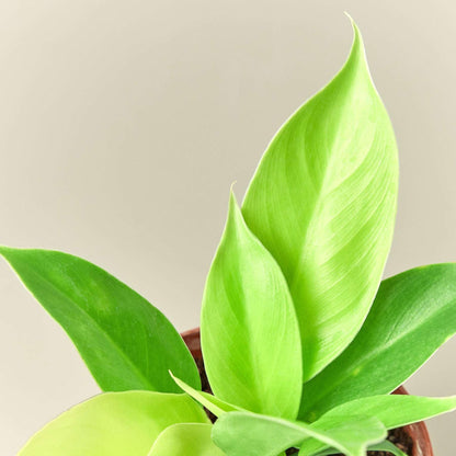 Philodendron Moonlight Live Plant for Indoor | Different Houseplants in 4'' & 6'' Pot | Real House Plant for Living Room, Office, Desk & Bathroom | Moonlight