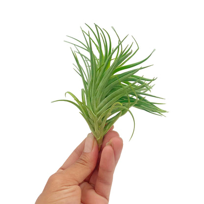 ragnaroc Air Plants - Flowering Tillandsia Pink Paske Large 5" - 3ct - Live Arrival Guaranteed - House Plants for Home Decor & Gift