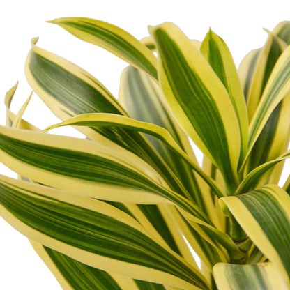 10 Pack Dracaena 'Song of India' in 6in Pot - Live Plants Tropical Houseplants | Variegated | USA Growers | The Snobby Leaf
