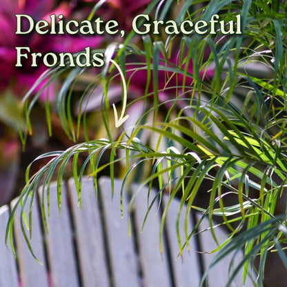 Roebellenii Palm - Live Palm Tree Plant - 3 Gallon Pot - Overall Height 30" to 34" - Tropical Plants of Florida (Plant Only)
