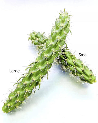 Cane Cholla Cactus (Cylindropuntia spinosior) - Live Plant Cutting - Propagate Ready - Cold Hardy