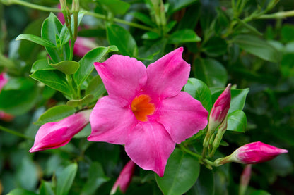 Mandevilla Pink Fury Live Plants (5-9") - Pack of 2 (Two) - Hot Pink Rocktrumpet Vine - Heat Tolerant Tropical Climber - Fast Growing Patio Container Garden - Hummingbird Magnet