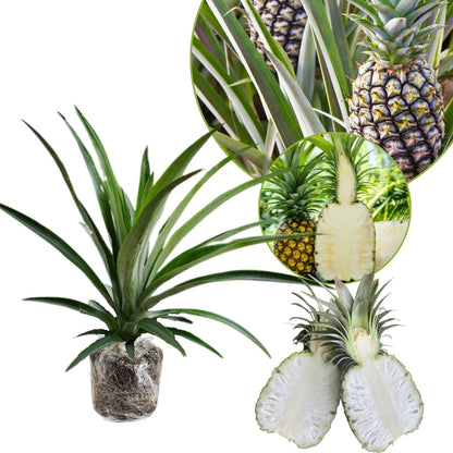 1 White Jade Pineapple Plant Live for Planting, Sweet Pineapple Fruit Tree Live Plant 5 to 8 Inch Tall, Pineapple Starter Plants