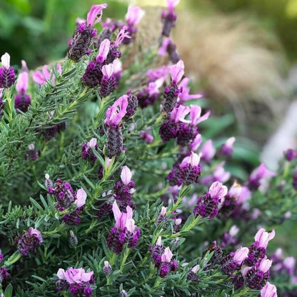 Pack 2 Lavender Live Plants 4-8 Inches, Hardy Fragrant Perennial Outdoor Herb Plant (Assorted Lavender)
