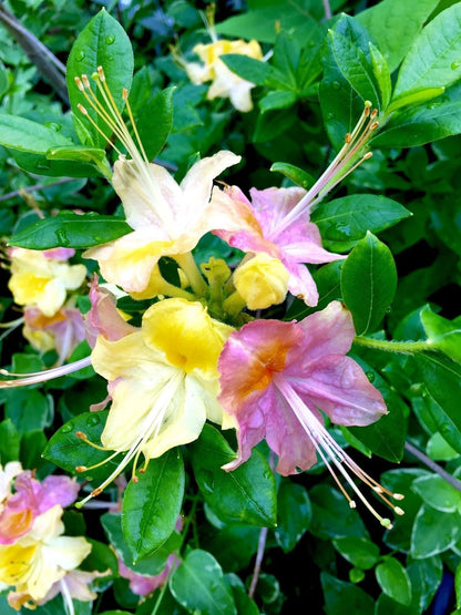 Live Plant - Garden Rainbowpink & Yellowazalea Rhododendronrooted Plantmay Be Dormant!